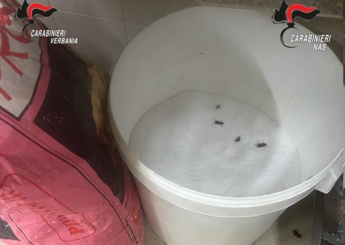 Colombe pasquali farcite di.. blatte: blitz dei carabinieri