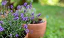 Da questa settimana con i nostri giornali in regalo la profumatissima lavanda