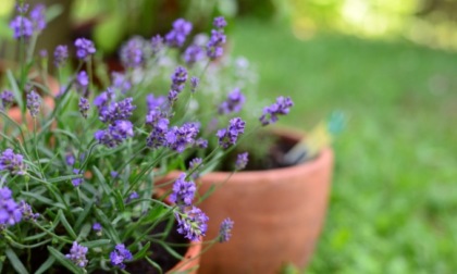 Da questa settimana con i nostri giornali in regalo la profumatissima lavanda