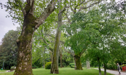 Nel parco dell'Allea a rischio anche i platani monumentali