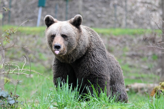 Orsa JJ4: “Ecco perché la Val Grande non può accogliere l’animale”