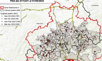 Peste suina: un nuovo caso in Piemonte