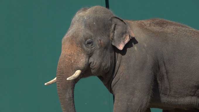Al Safari Park di Pombia è arrivato un elefante asiatico in via di estinzione