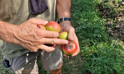 Anche la frutta si scotta per il caldo: raccolti a rischio