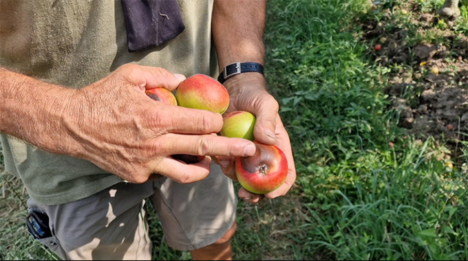 Anche la frutta si scotta per il caldo: raccolti a rischio