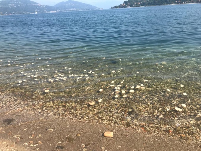 L’avvertimento di Legambiente Arona: “Non date il pane ai cigni del lago”