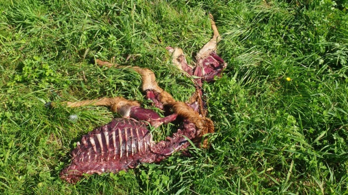 “Il lupo sempre più pericoloso per i greggi: oltre 100 capi uccisi negli ultimi mesi”