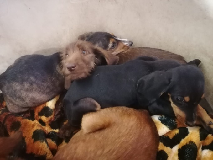 Quasi 100 cani denutriti e maltrattati: i volontari galliatesi si rimboccano le maniche