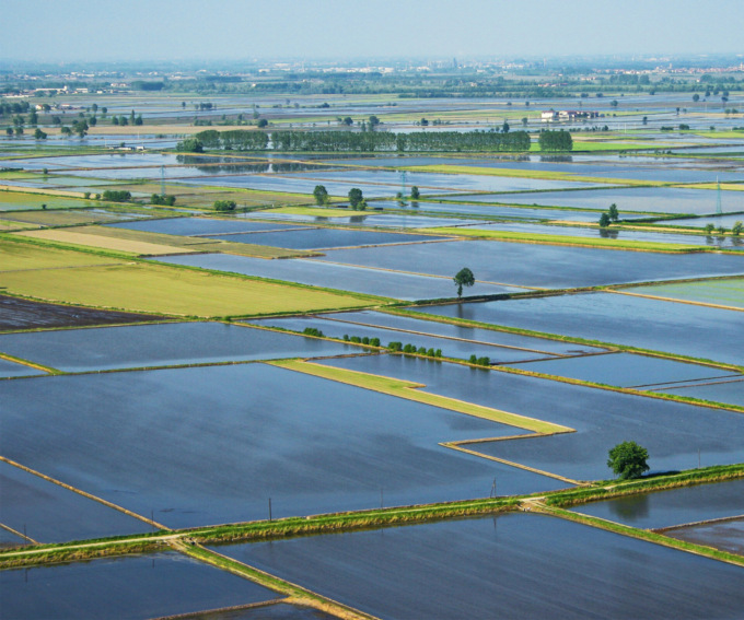 Oggi e domani Il Mercato del riso e prodotti tipici a Novara