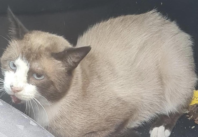 Gatto investito a Garbagna, salvato grazie a un bel lavoro di squadra