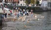 Ad Arona il raduno dei Golden retriever diventa una grande festa