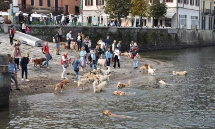 Ad Arona il raduno dei Golden retriever diventa una grande festa