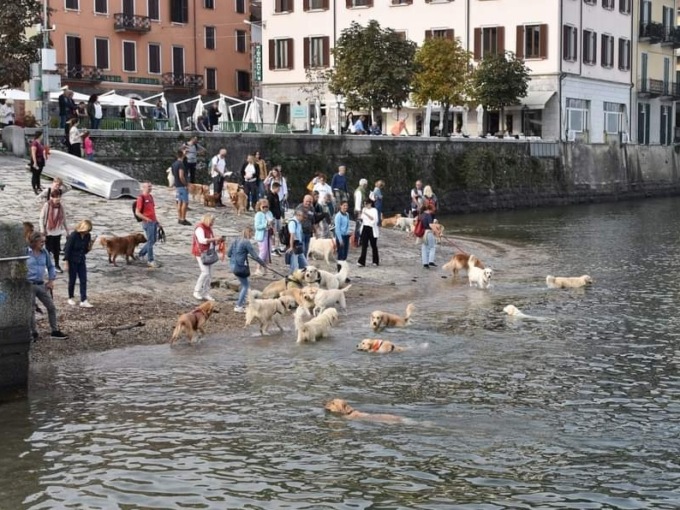 Ad Arona il raduno dei Golden retriever diventa una grande festa