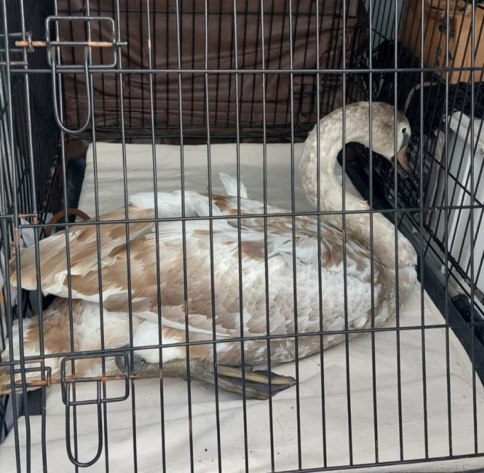 A Galliate recuperato e salvato un cigno ferito – IL VIDEO