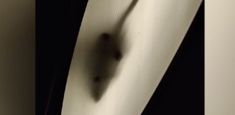 Un ratto a passeggio nelle plafoniere della luce sul treno Torino-Milano