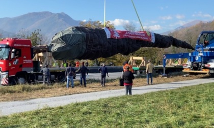 Posizionato in Piazza San Pietro l'albero di Natale "piemontese"