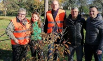 Tre piante messe a dimora dall'Associazione Ambiente Odv per la Festa dell'Albero a Trecate