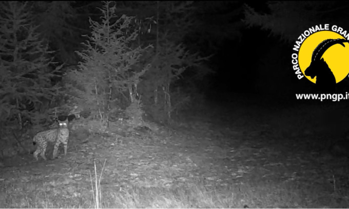 Al Parco Nazionale Gran Paradiso c’è una lince: non se ne vedevano da più di un secolo