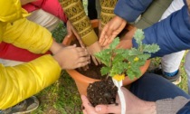 Nelle scuole del Novarese festa dell'albero con i carabinieri Forestali