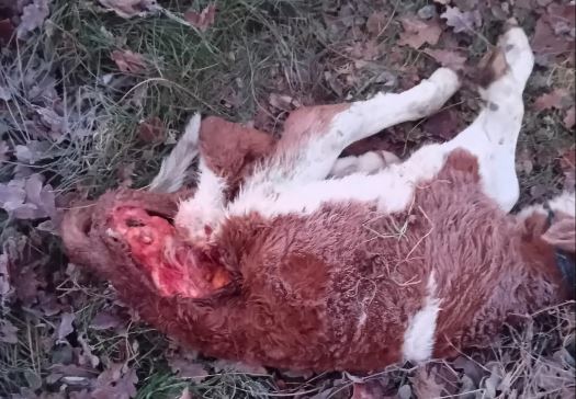 Allarme lupi nel Vergante, la denuncia del pastore: “Mi hanno sbranato 2 vitelli”