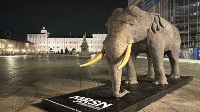 Domani la riapertura del Museo regionale di Scienze naturali: simbolo, l’elefante Friz