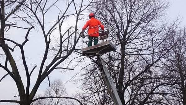 Verde pubblico: finanziati importanti interventi di manutenzione a Trecate