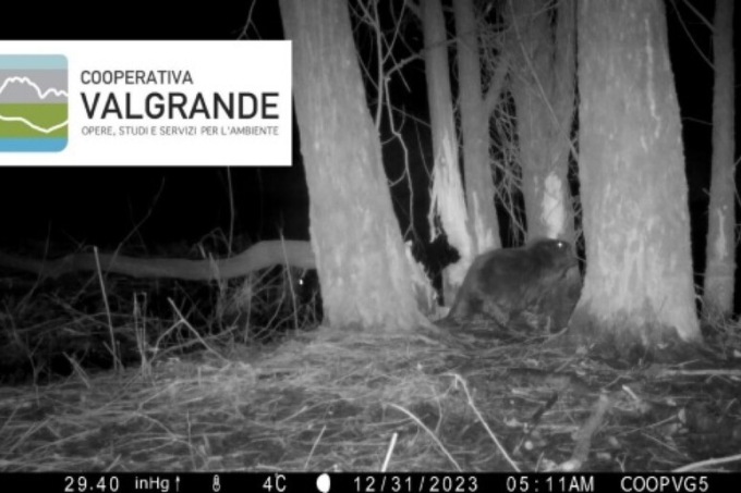 Avvistato un castoro nella riserva di Fondotoce: è il primo esemplare nelle Alpi Occidentali