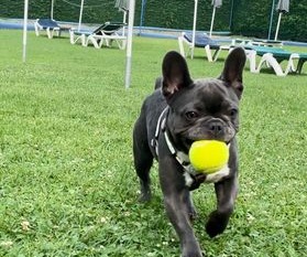 “Hanno ucciso la nostra cagnolina e sono fuggiti, aiutateci a trovarli”