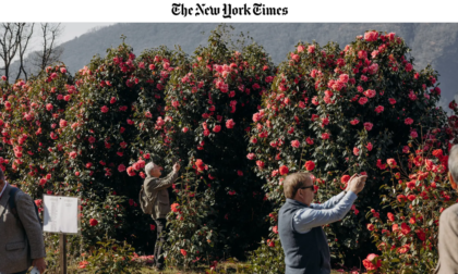 Verbania e la Mostra della Camelia Invernale on line sul prestigioso New York Times