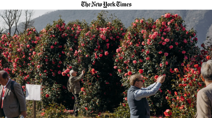 Verbania e la Mostra della Camelia Invernale on line sul prestigioso New York Times