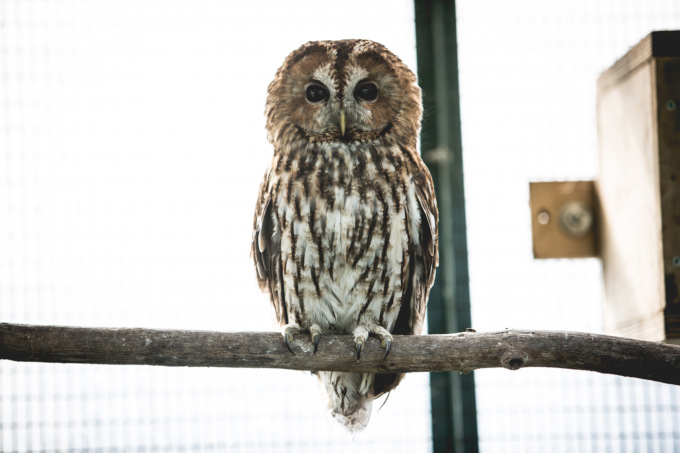 Il Rifugio Miletta cerca volontari per accudire gli animali selvatici
