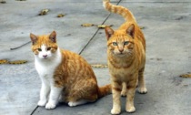 Fondi dalla Regione per le popolazioni feline in 4 Comuni novaresi: ecco quali