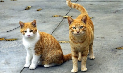 Fondi dalla Regione per le popolazioni feline in 4 Comuni novaresi: ecco quali