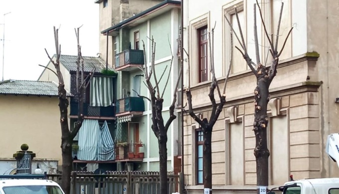 Manutenzione del verde pubblico a Trecate: avviate le potature in comune