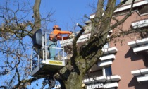 In corso l'abbattimento di alberi a Borgomanero