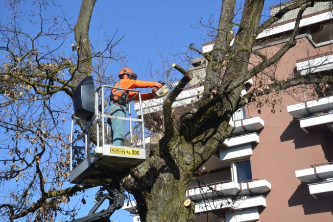 In corso l’abbattimento di alberi a Borgomanero