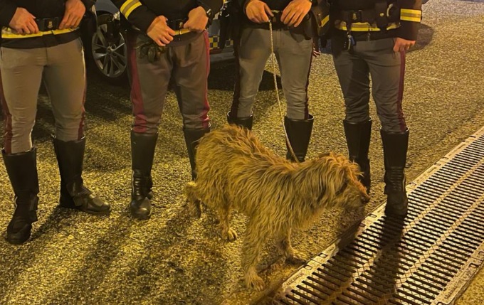 Polizia Stradale di Novara: salvato un cane sull’autostrada A4