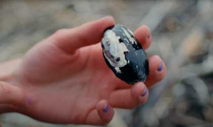 Lo studio: "Salvare le cozze per evitare l'avvelenamento del lago Maggiore"