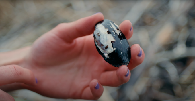 Lo studio: “Salvare le cozze per evitare l’avvelenamento del lago Maggiore”