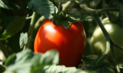 Oggi e domani in regalo il pomodoro nano Rio Grande