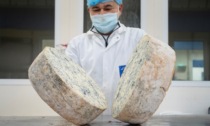 Gorgonzola Dop leader in Piemonte tra i prodotti Food certificati