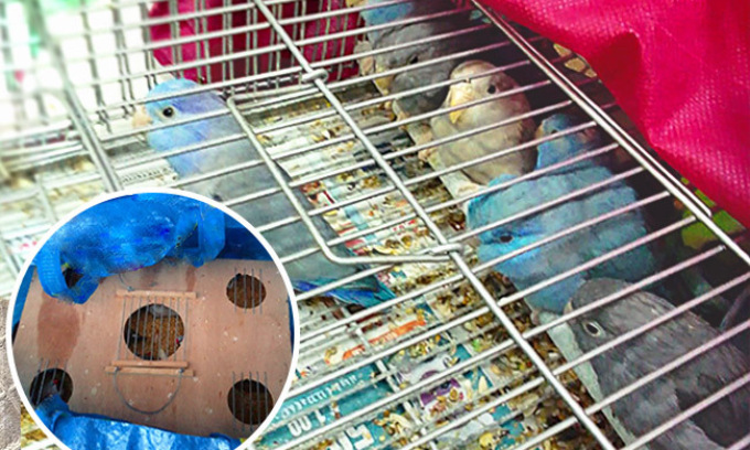 Da Torino al porto di Genova: 37 volatili stipati sotto il sedile di un’auto che stava per imbarcarsi per il Marocco