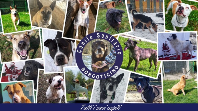 Progetto “Sensibilizzazione Adozione Cani” al Canile Sanitario di Borgo Ticino