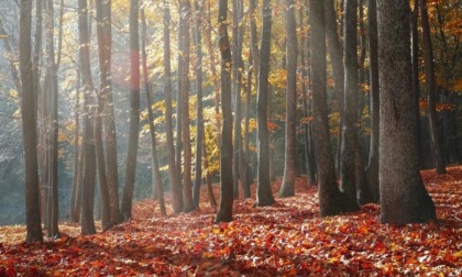 Più tutela per gli operai forestali della Regione Piemonte