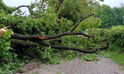 Pianta alta 20 metri cade nel Parco dei Lagoni: "Raccomandiamo attenzione"