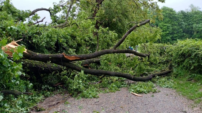 Pianta alta 20 metri cade nel Parco dei Lagoni: “Raccomandiamo attenzione”