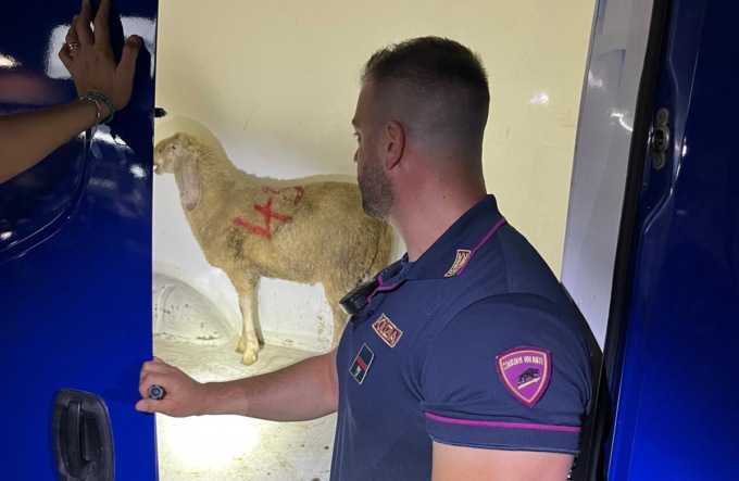 Pecora con zampe legate e scritta sul dorso: uomo indagato per maltrattamenti