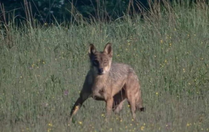 Uno sciacallo dorato nelle campagne novaresi?