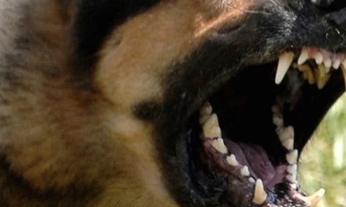Bimbo di 5 mesi muore dopo l’attaco di un cane: tragedia nel Vercellese: