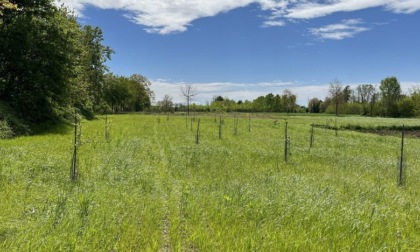 Carpignano: il comitato Dnt presenta TerraMIAmo, “la nascita del Bosco”